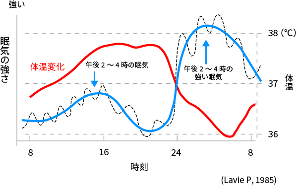 図2. 人の体温変化と眠気のリズム