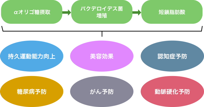 αオリゴ糖によるバクテロイデス菌増殖 そのベネフィット