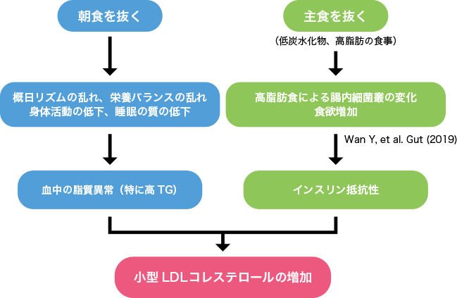 朝食抜きと主食抜きによる小型LDLコレステロールの増加のメカニズム