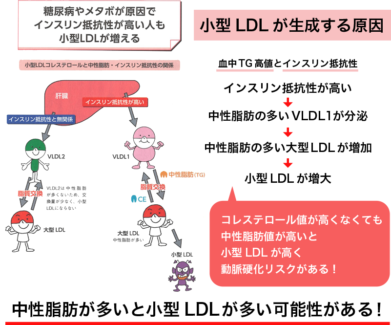 中性脂肪が多いと小型LDLが多い可能性がある！