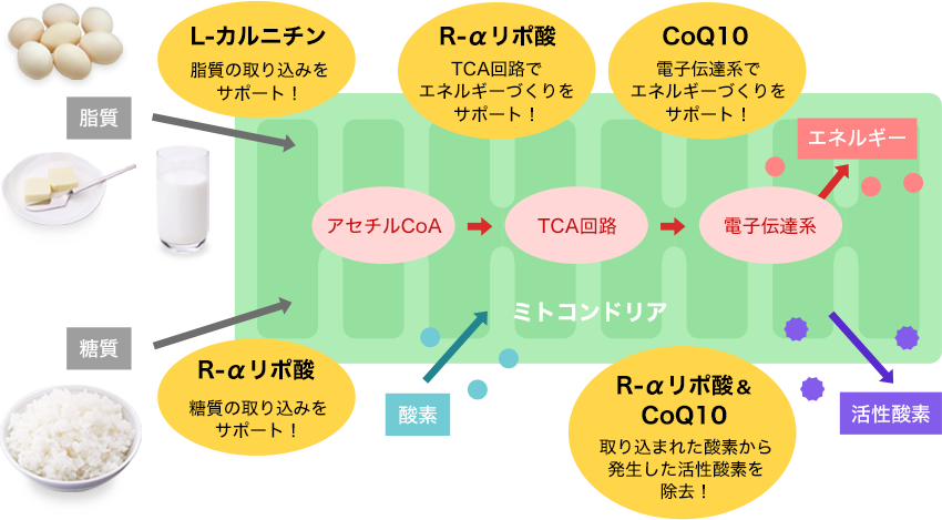 ヒトケミカルとは 株式会社シクロケム