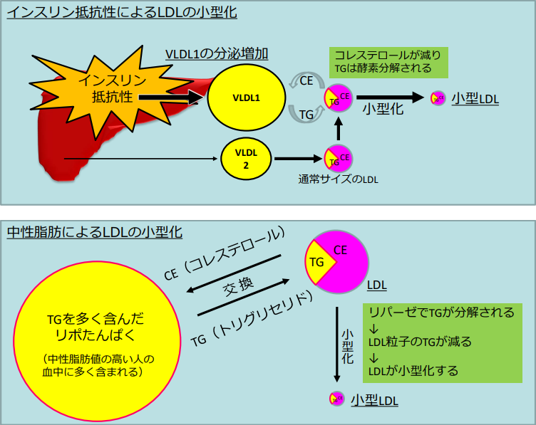 図4. LDLコレステロールが小型化するメカニズム