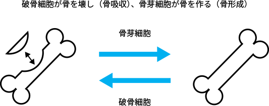 骨代謝イメージ