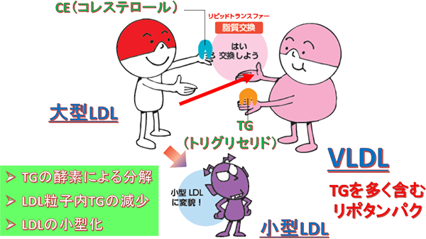 LDLコレステロールはなぜ出来るのか？そして、医薬品による小型LDLコレステロールの低減