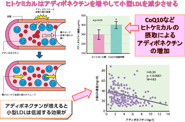 三大ヒトケミカルの小型LDLコレステロール低減作用
