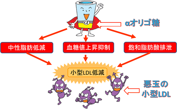 難消化性αオリゴ糖で真の悪玉小型LDLコレステロールを減らす