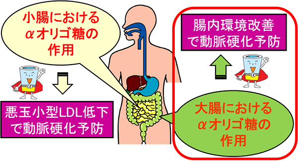 難消化性αオリゴ糖は腸内環境を改善し、動脈硬化を抑制する