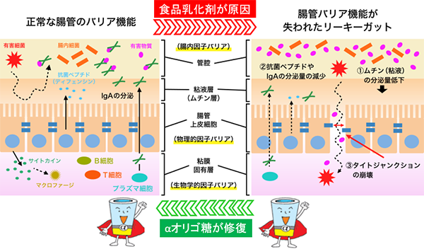 食品乳化剤による腸管バリア機能が失われたリーキーガットとは…そしてαオリゴ糖の腸管バリア機能の改善