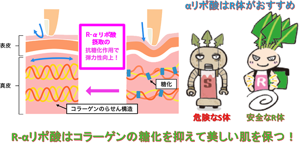 美容と健康の救世主！R-αリポ酸を知る！