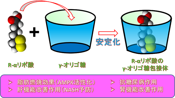 安定性を高め吸収性を高めた吸収型R-αリポ酸の開発とその効能評価