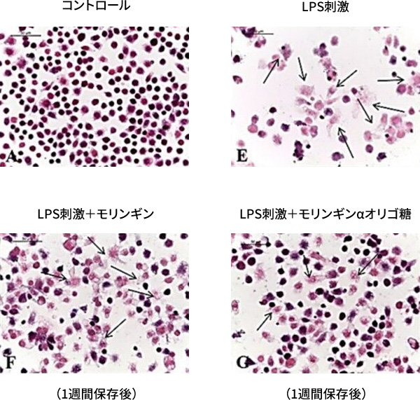 モリンギンのαオリゴ糖包接による抗炎症作用の向上