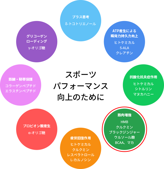 筋肉増強維持のためのHMBとR-αリポ酸の併用とウルソール酸