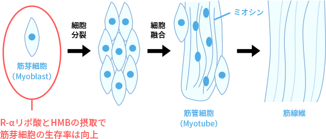 R-αリポ酸とHMBを併用すると筋芽細胞から筋繊維の形成が促進