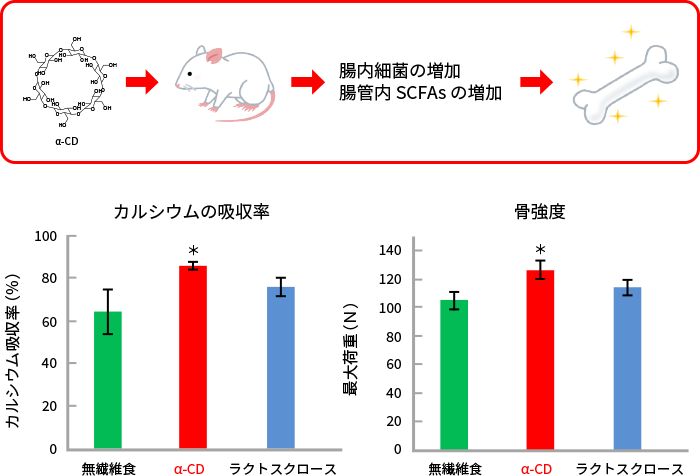 αオリゴ糖による骨強度の向上