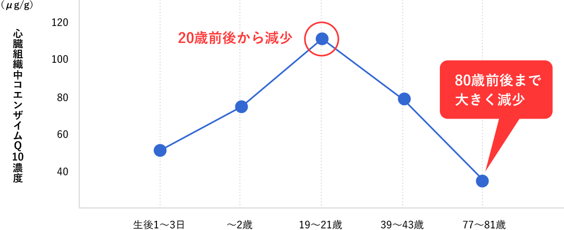 心臓組織中のコエンザイムQ10濃度変化