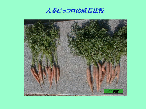 terra-cd020003.jpg