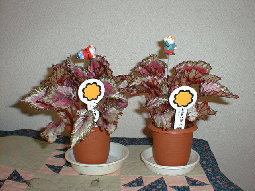 terra-cd022002.jpg