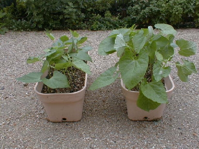 terra-cd022003.jpg